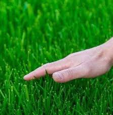 Thrill's Lawn Service